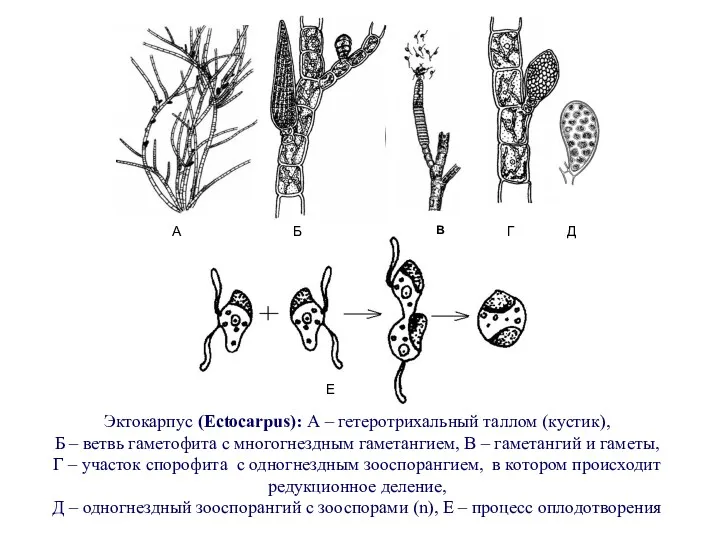 Эктокарпус (Ectocarpus): А – гетеротрихальный таллом (кустик), Б – ветвь