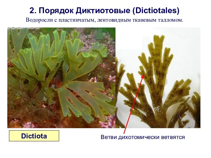 2. Порядок Диктиотовые (Dictiotales) Водоросли с пластинчатым, лентовидным тканевым талломом. Dictiota Ветви дихотомически ветвятся