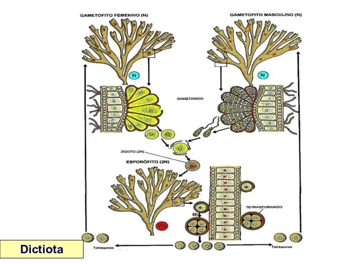 Dictiota