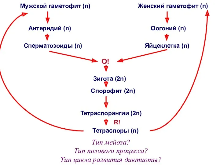 Тип мейоза? Тип полового процесса? Тип цикла развития диктиоты?