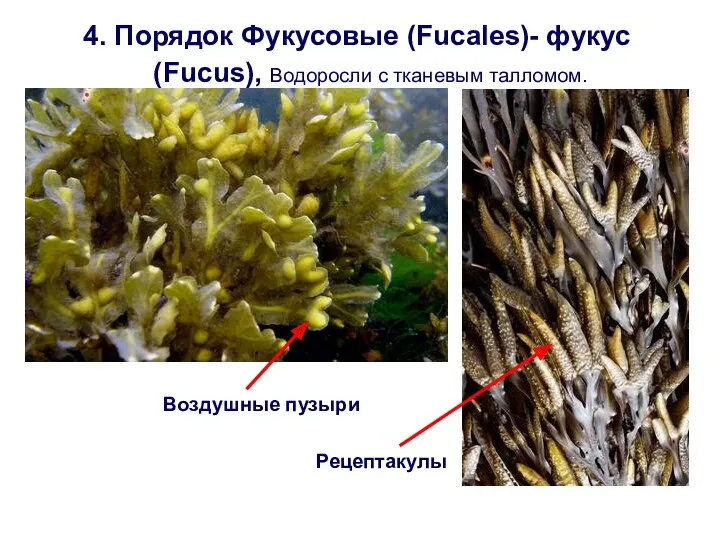 4. Порядок Фукусовые (Fucales)- фукус (Fucus), Водоросли с тканевым талломом. Рецептакулы Воздушные пузыри