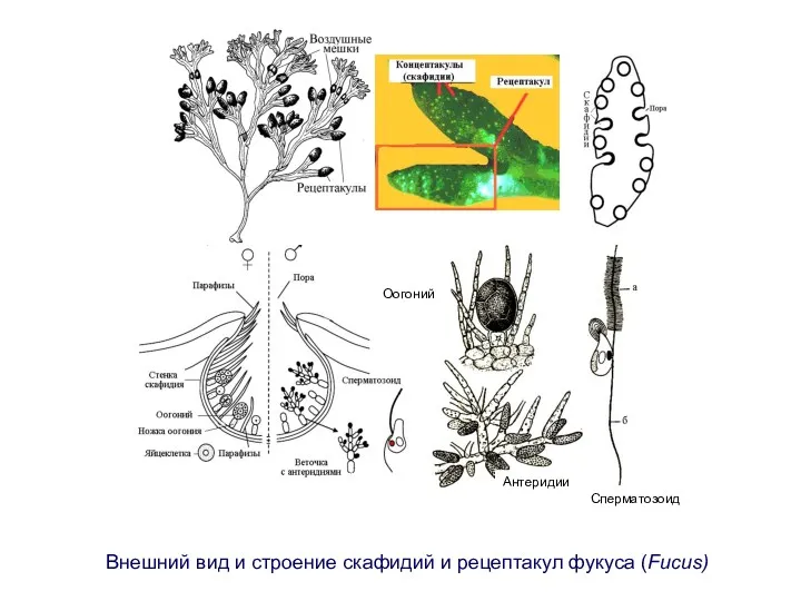 Внешний вид и строение скафидий и рецептакул фукуса (Fucus)