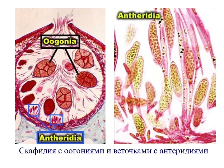 Скафидия с оогониями и веточками с антеридиями