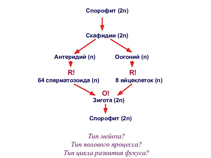 Антеридий (n) Оогоний (n) 64 сперматозоида (n) 8 яйцеклеток (n)