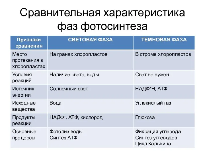 Сравнительная характеристика фаз фотосинтеза