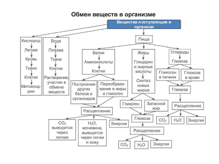 Вещества поступающие в организм