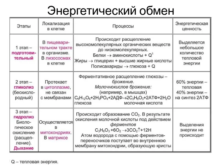 Энергетический обмен