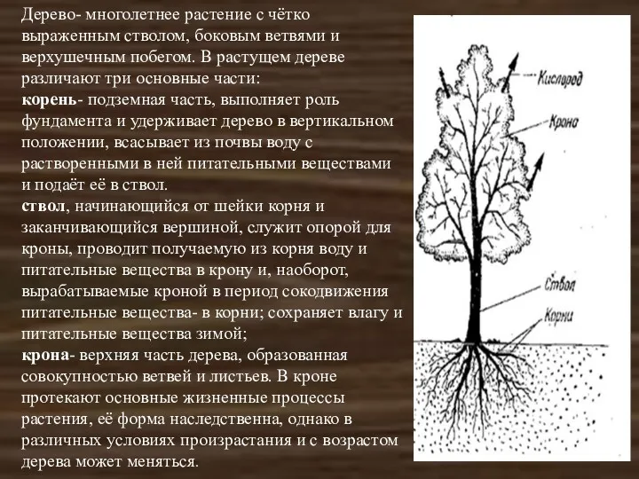 Дерево- многолетнее растение с чётко выраженным стволом, боковым ветвями и