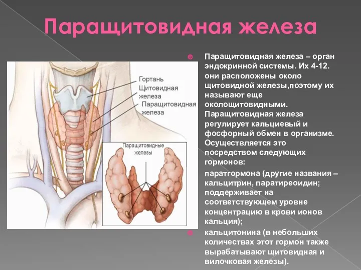 Паращитовидная железа Паращитовидная железа – орган эндокринной системы. Их 4-12.