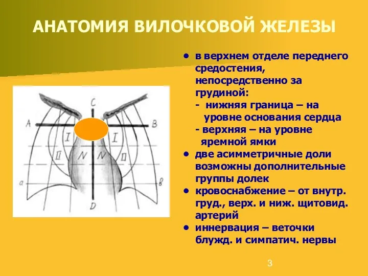 АНАТОМИЯ ВИЛОЧКОВОЙ ЖЕЛЕЗЫ в верхнем отделе переднего средостения, непосредственно за