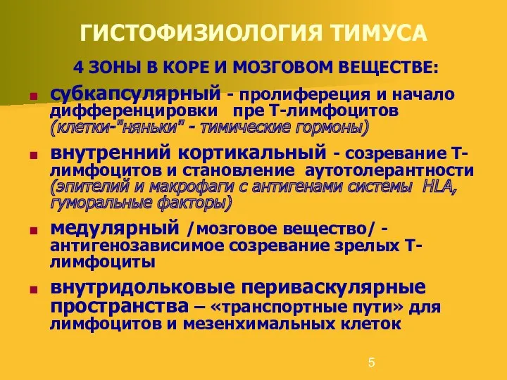 ГИСТОФИЗИОЛОГИЯ ТИМУСА 4 ЗОНЫ В КОРЕ И МОЗГОВОМ ВЕЩЕСТВЕ: субкапсулярный