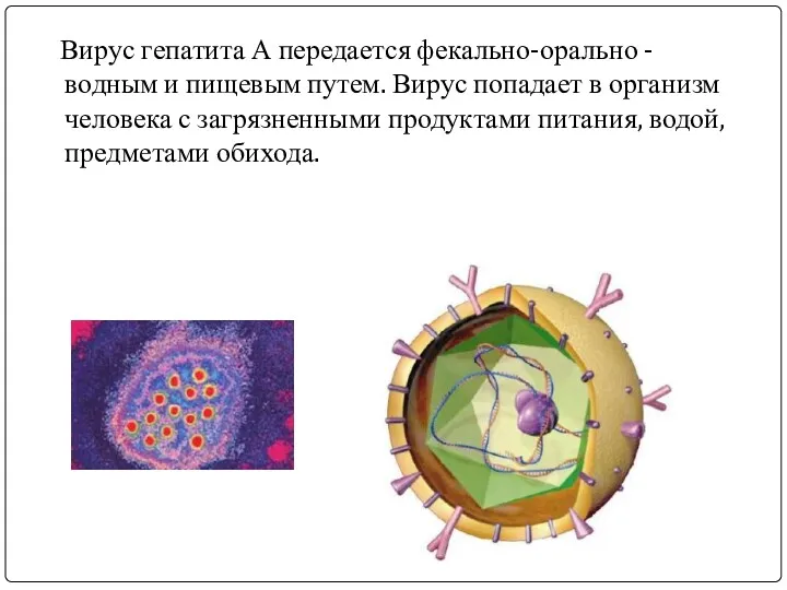 Вирус гепатита А передается фекально-орально - водным и пищевым путем.