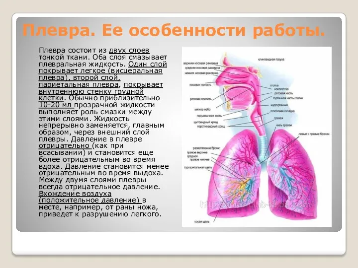 Плевра. Ее особенности работы. Плевра состоит из двух слоев тонкой