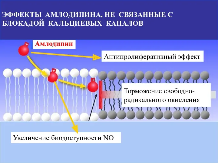 Увеличение биодоступности NO Торможение свободно- радикального окисления Амлодипин Антипролиферативный эффект