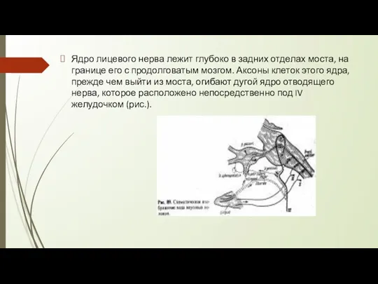 Ядро лицевого нерва лежит глубоко в задних отделах моста, на