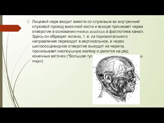 Лицевой нерв входит вместе со слуховым во внутренний слуховой проход