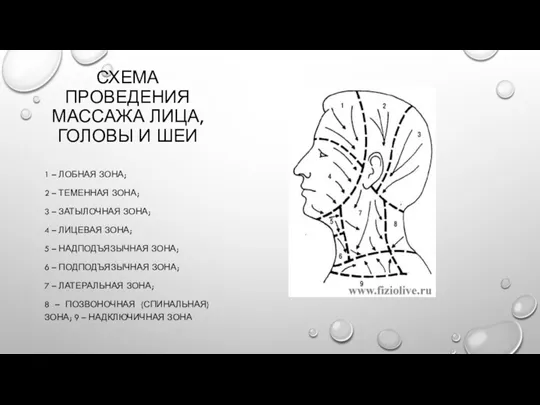 СХЕМА ПРОВЕДЕНИЯ МАССАЖА ЛИЦА, ГОЛОВЫ И ШЕИ 1 – ЛОБНАЯ ЗОНА; 2 –