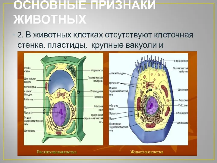 ОСНОВНЫЕ ПРИЗНАКИ ЖИВОТНЫХ 2. В животных клетках отсутствуют клеточная стенка, пластиды, крупные вакуоли и центриоли