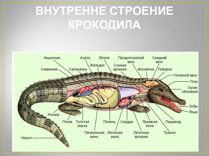 ВНУТРЕННЕ СТРОЕНИЕ КРОКОДИЛА