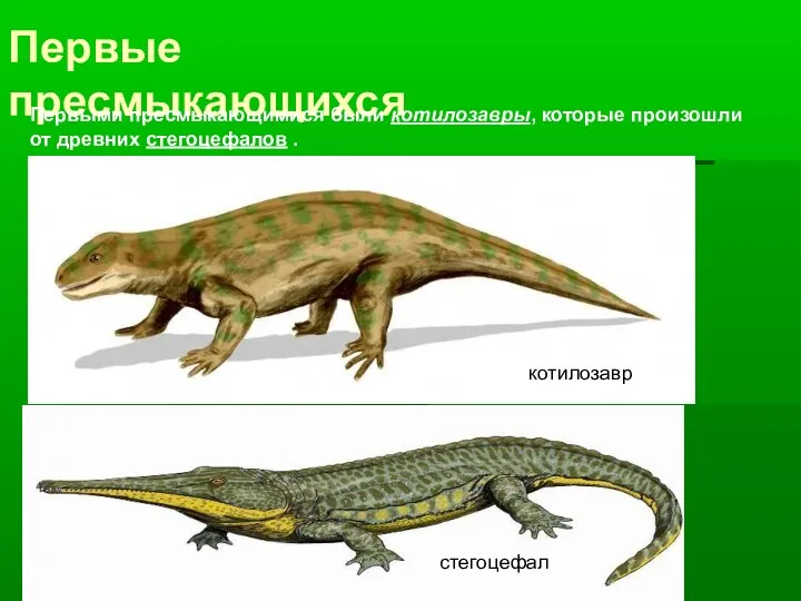 Первые пресмыкающихся Первыми пресмыкающимися были котилозавры, которые произошли от древних стегоцефалов . котилозавр стегоцефал