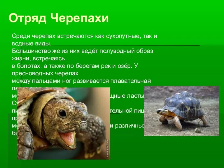 Отряд Черепахи Среди черепах встречаются как сухопутные, так и водные виды. Большинство же