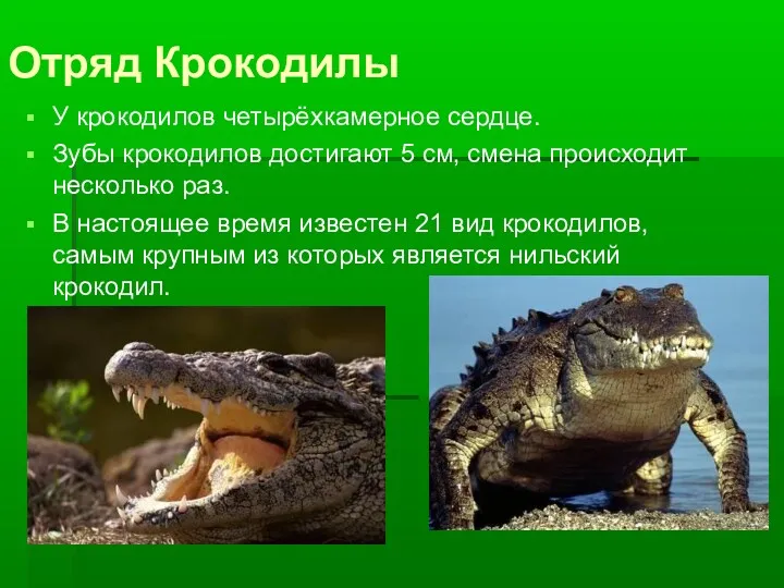 Отряд Крокодилы У крокодилов четырёхкамерное сердце. Зубы крокодилов достигают 5 см, смена происходит