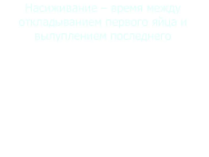 Насиживание – время между откладыванием первого яйца и вылуплением последнего