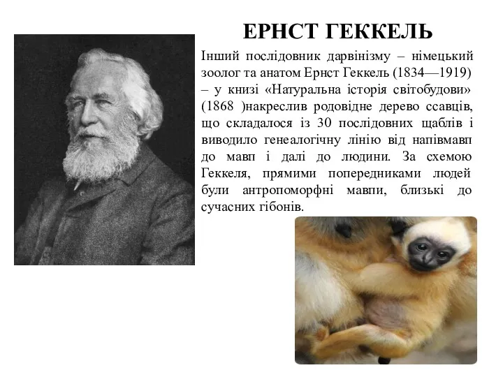 ЕРНСТ ГЕККЕЛЬ Інший послідовник дарвінізму – німецький зоолог та анатом