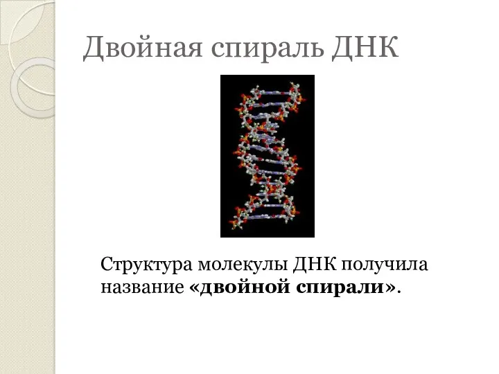 Двойная спираль ДНК Структура молекулы ДНК получила название «двойной спирали».