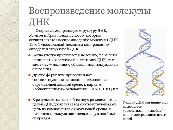 Воспроизведение молекулы ДНК Открыв двуспиральную структуру ДНК, Уотсон и Крик