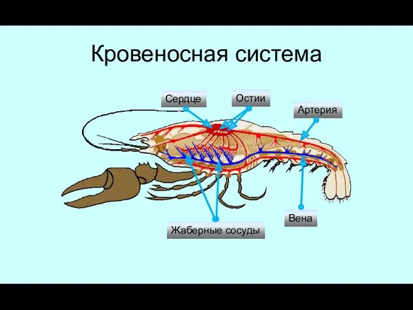 Кровеносная система