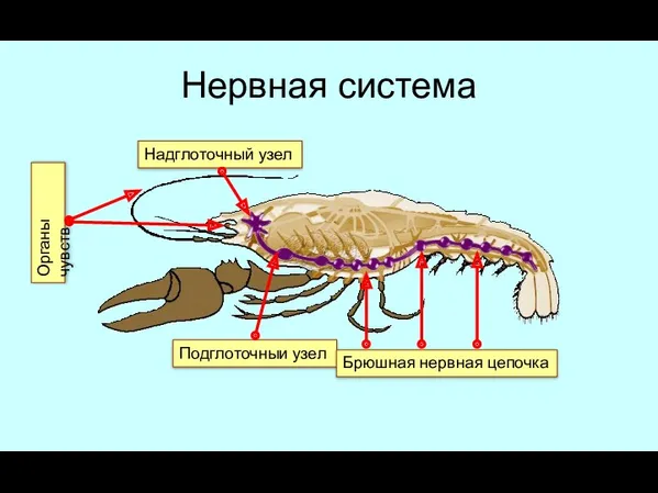 Нервная система