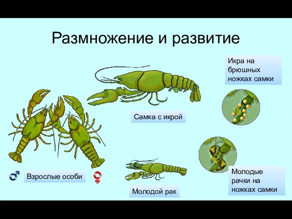 Размножение и развитие Взрослые особи Самка с икрой Молодые рачки