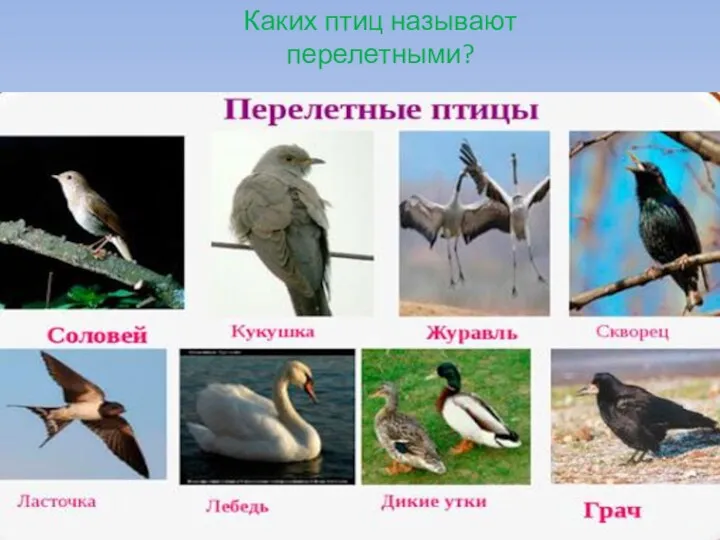 Каких птиц называют перелетными?