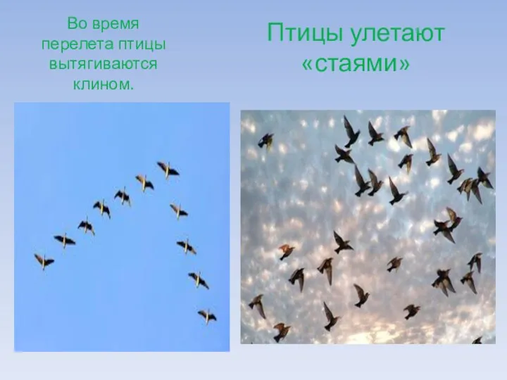 Птицы улетают «стаями» Во время перелета птицы вытягиваются клином.