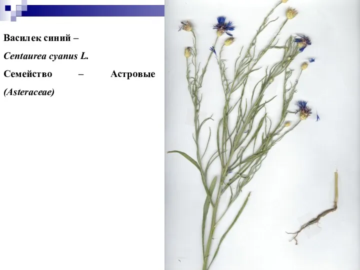 Василек синий – Centaurea cyanus L. Семейство – Астровые (Asteraceae)