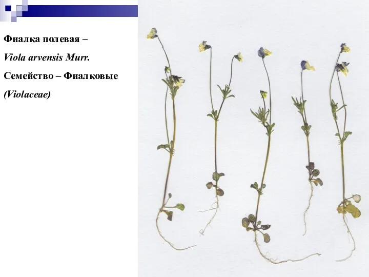 Фиалка полевая – Viola arvensis Murr. Семейство – Фиалковые (Violaceae)