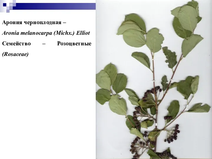 Арония черноплодная – Aronia melanocarpa (Michx.) Elliot Семейство – Розоцветные (Rosaceae)