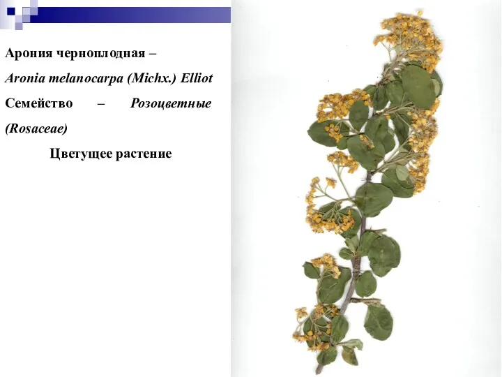 Арония черноплодная – Aronia melanocarpa (Michx.) Elliot Семейство – Розоцветные (Rosaceae) Цветущее растение