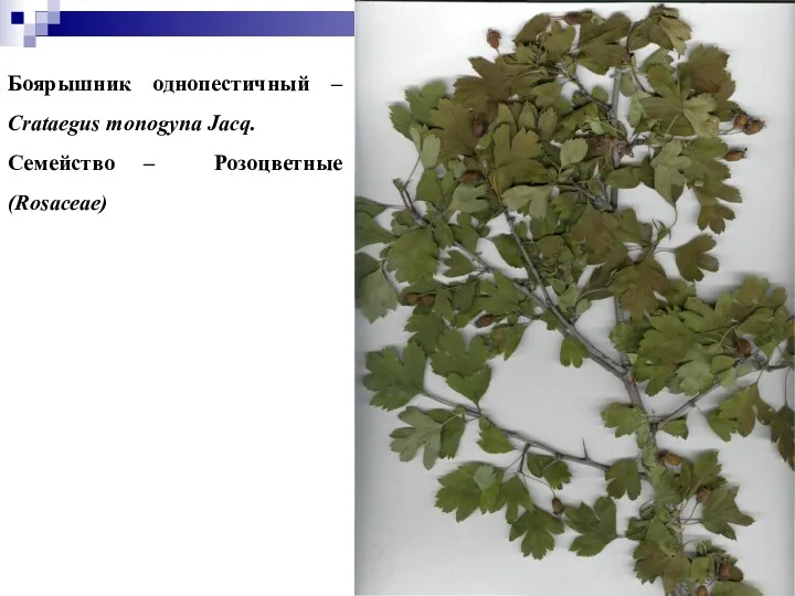 Боярышник однопестичный – Crataegus monogyna Jacq. Семейство – Розоцветные (Rosaceae)