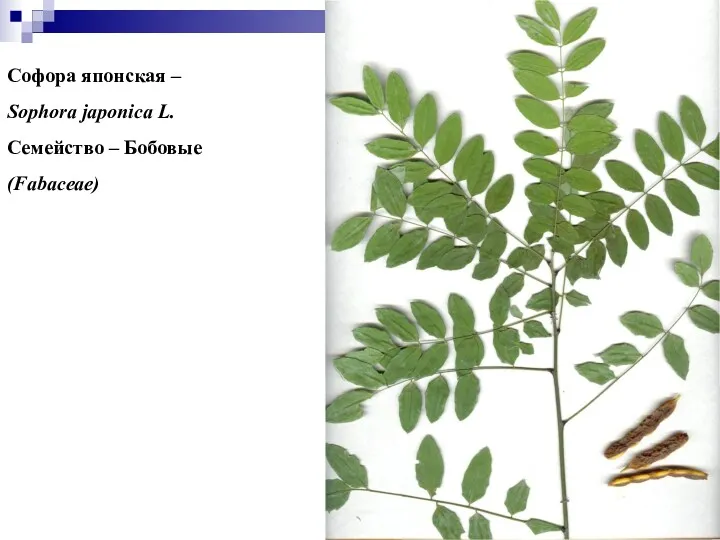 Софора японская – Sophora japonica L. Семейство – Бобовые (Fabaceae)