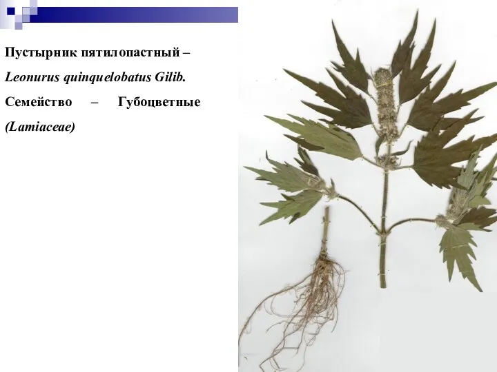 Пустырник пятилопастный – Leonurus quinquelobatus Gilib. Семейство – Губоцветные (Lamiaceae)
