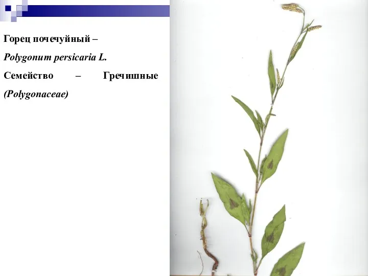 Горец почечуйный – Polygonum persicaria L. Семейство – Гречишные (Polygonaceae)