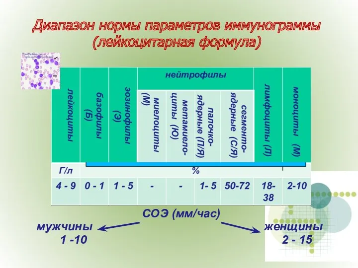 СОЭ (мм/час) мужчины женщины 1 -10 2 - 15 Диапазон нормы параметров иммунограммы (лейкоцитарная формула)