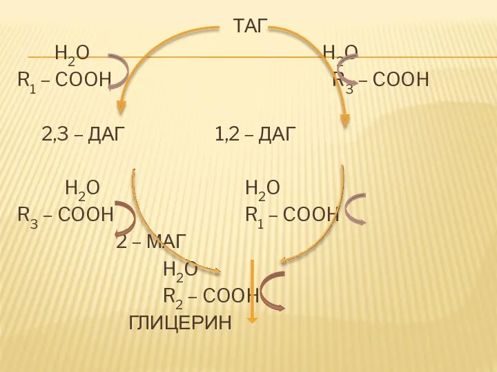 ТАГ H2O H2O R1 – COOH R3 – COOH 2,3