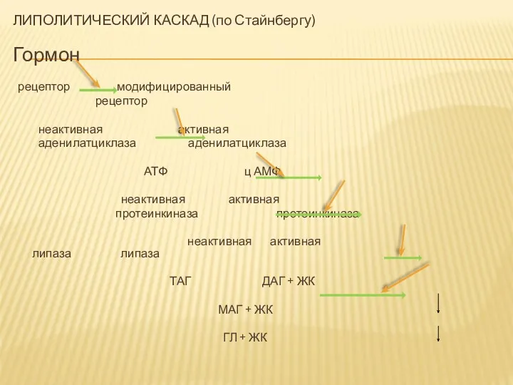 ЛИПОЛИТИЧЕСКИЙ КАСКАД (по Стайнбергу) Гормон рецептор модифицированный рецептор неактивная активная