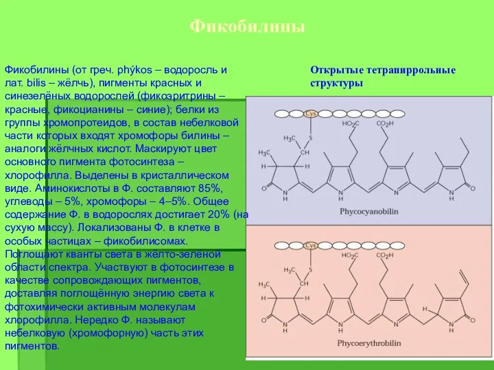 Фикобилины Открытые тетрапиррольные структуры Фикобилины (от греч. phýkos – водоросль