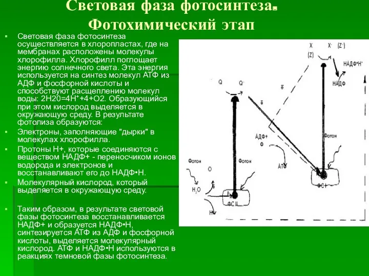 Световая фаза фотосинтеза. Фотохимический этап Световая фаза фотосинтеза осуществляется в