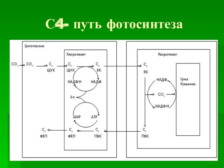 С4- путь фотосинтеза