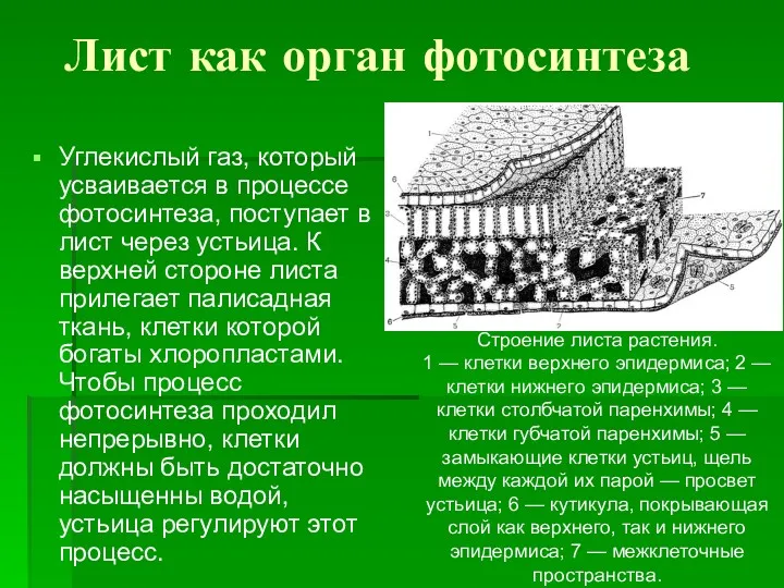 Лист как орган фотосинтеза Углекислый газ, который усваивается в процессе